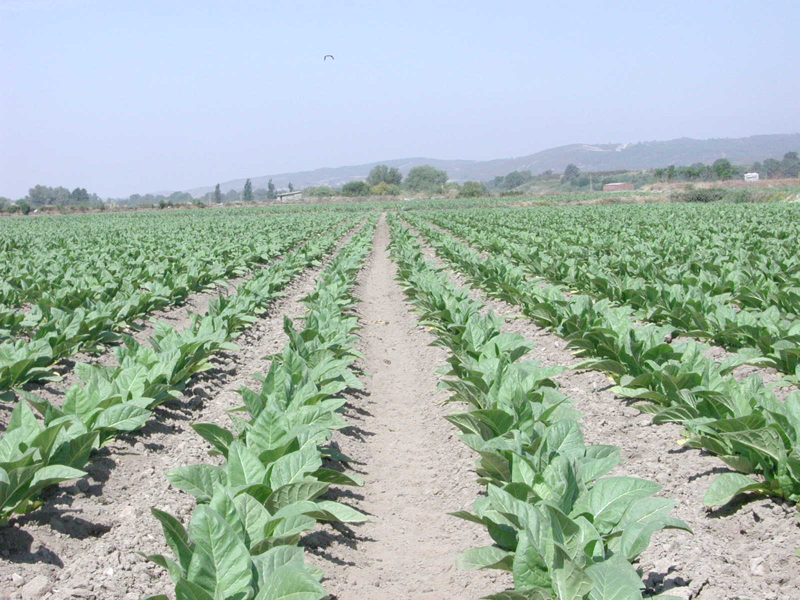 Plantación de Tabaco