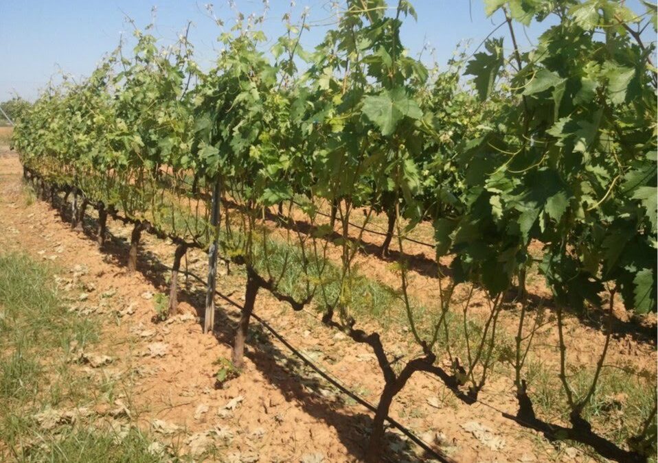 Publicada la convocatoria de nueve millones de euros en ayudas para la reestructuración y reconversión del viñedo en Extremadura para 2023/2024