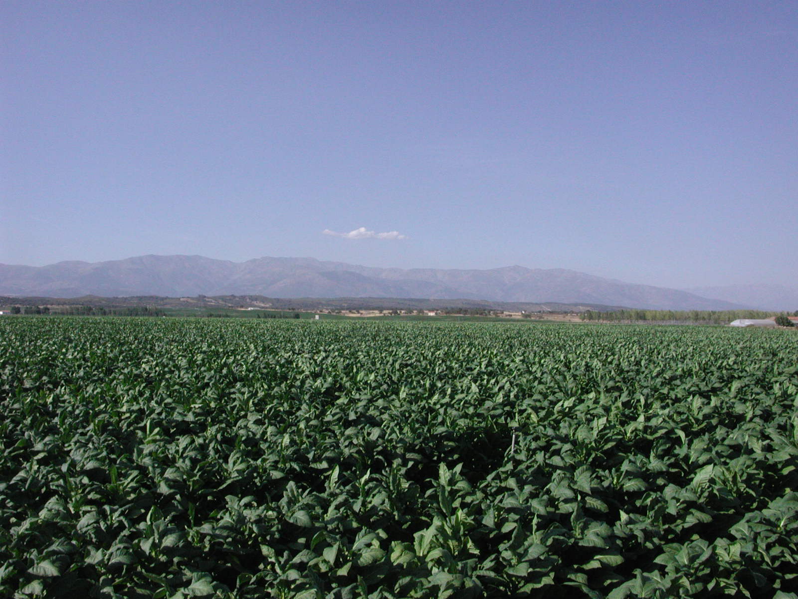 Plantación de tabaco virginia
