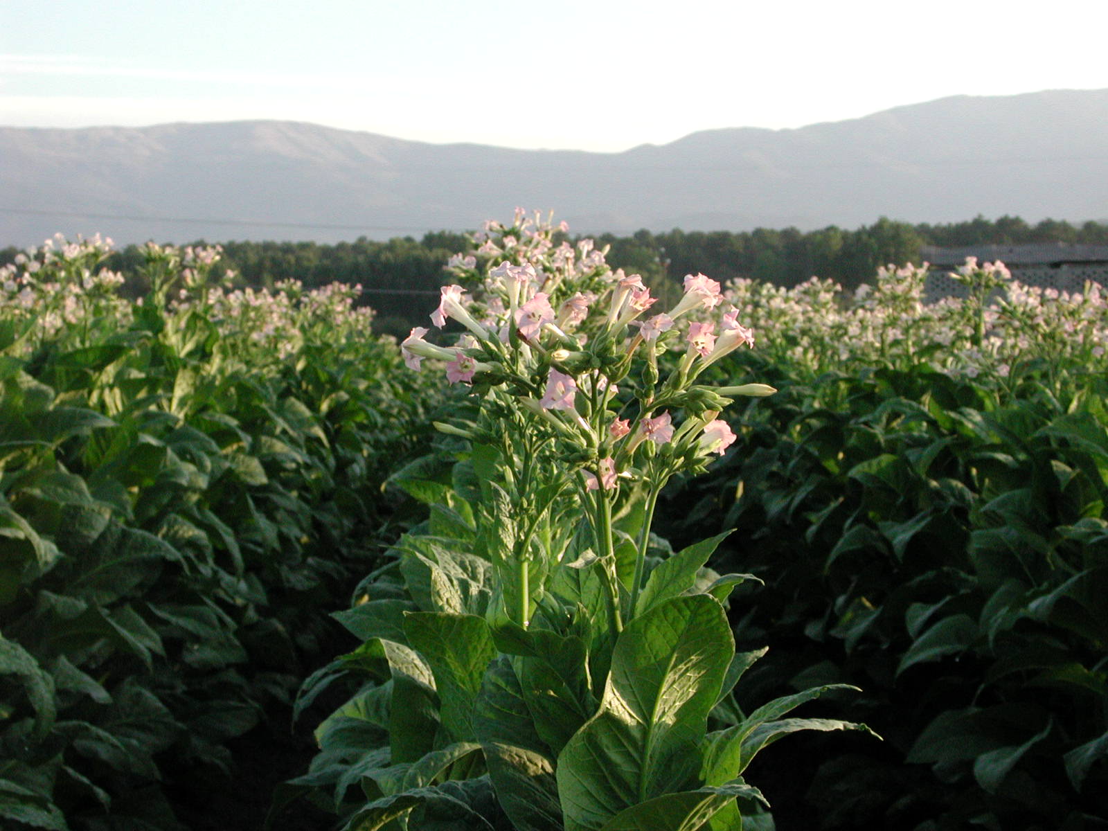Flor de tabaco