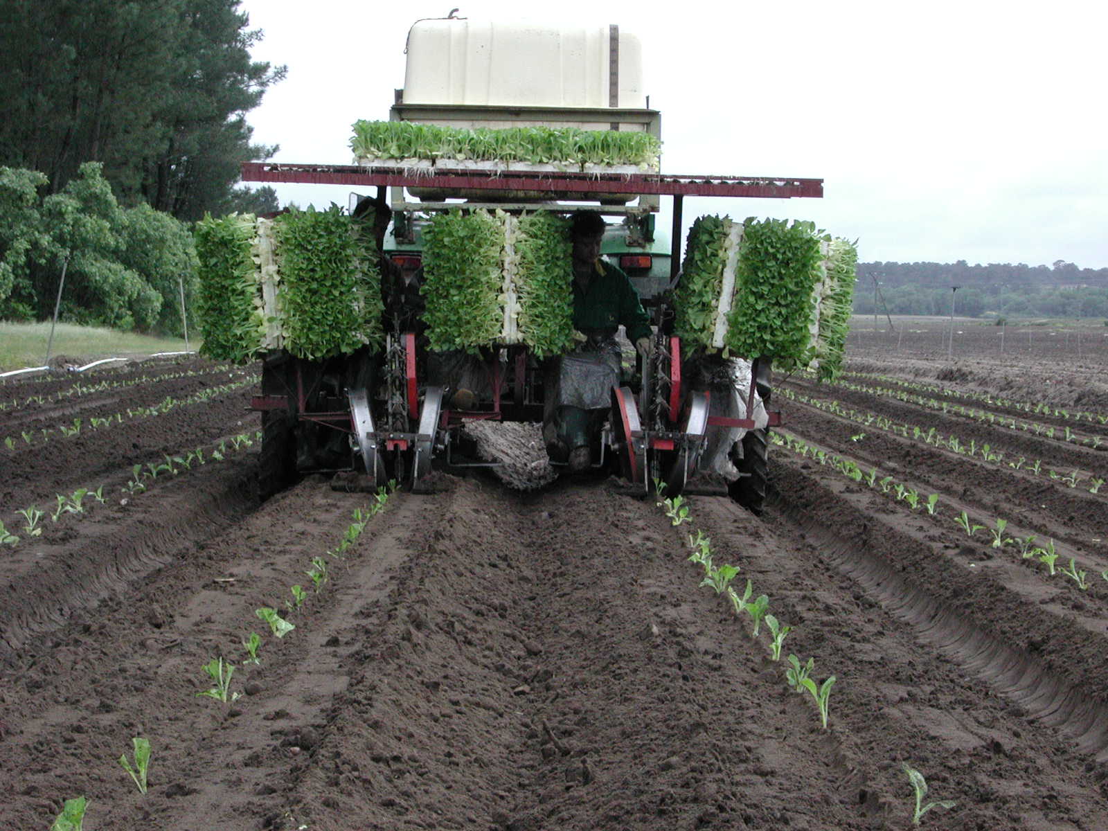 Transplante de tabaco virginia mecanizado